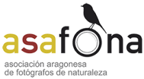 ASAFONA - Fotografia