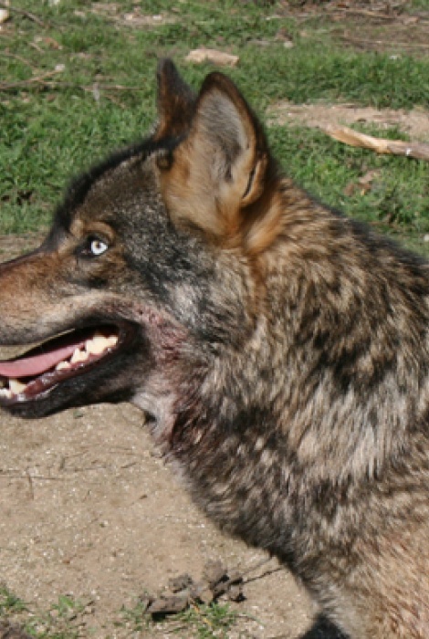 EL LOBO IB&Eacute;RICO: "COEXISTENCIA DEL LOBO Y EL MUNDO RURAL"