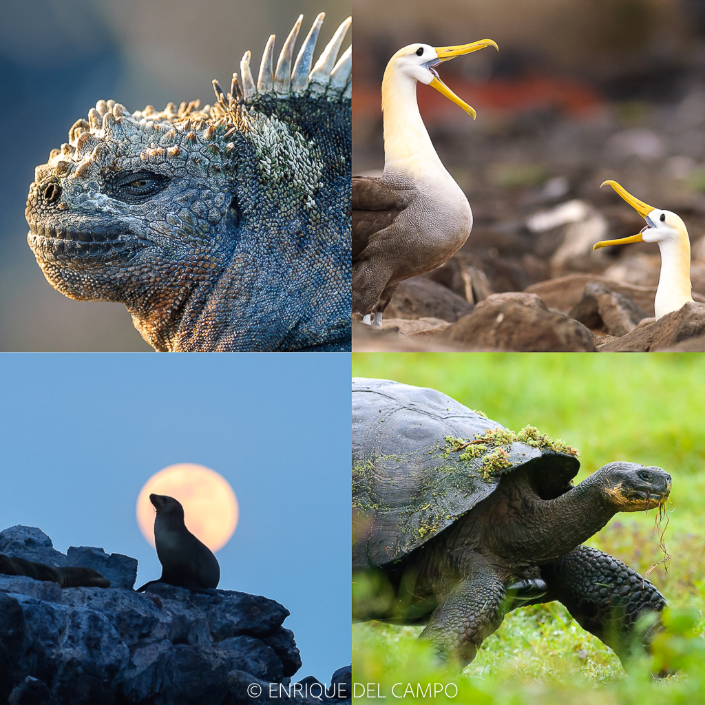 Fauna de las Islas Galápagos