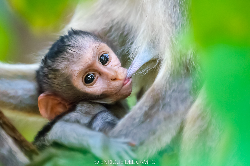 Beb&eacute; mono curioso