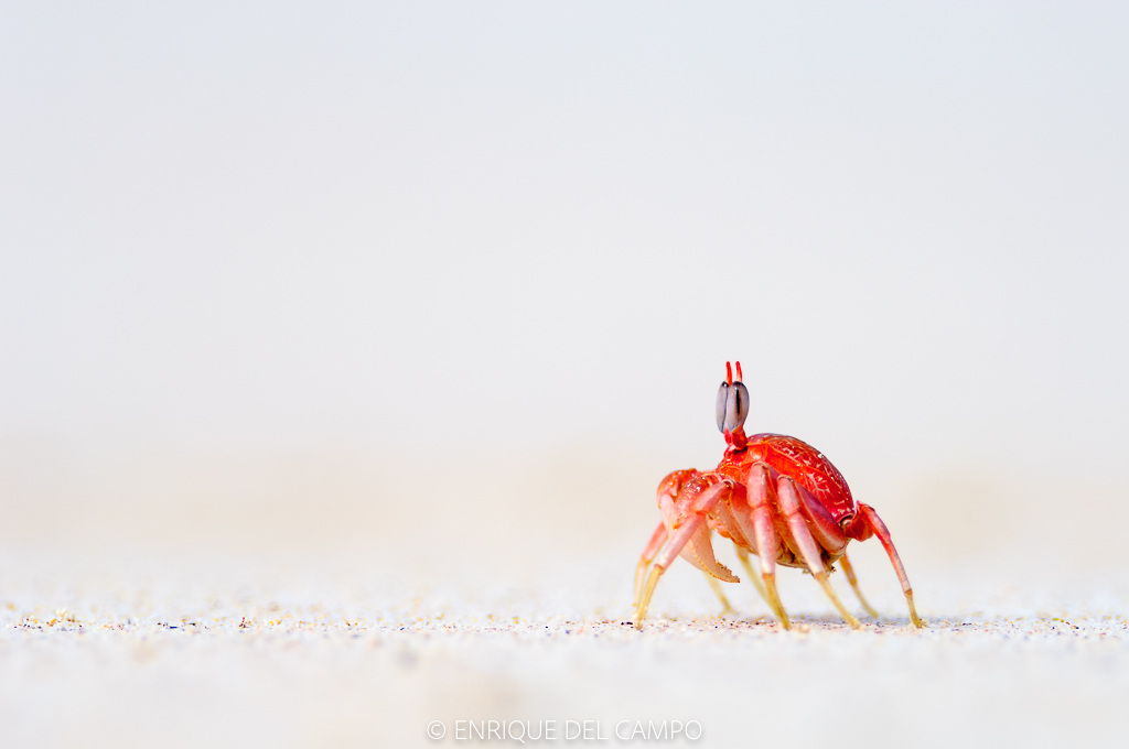 El vigilante de la playa