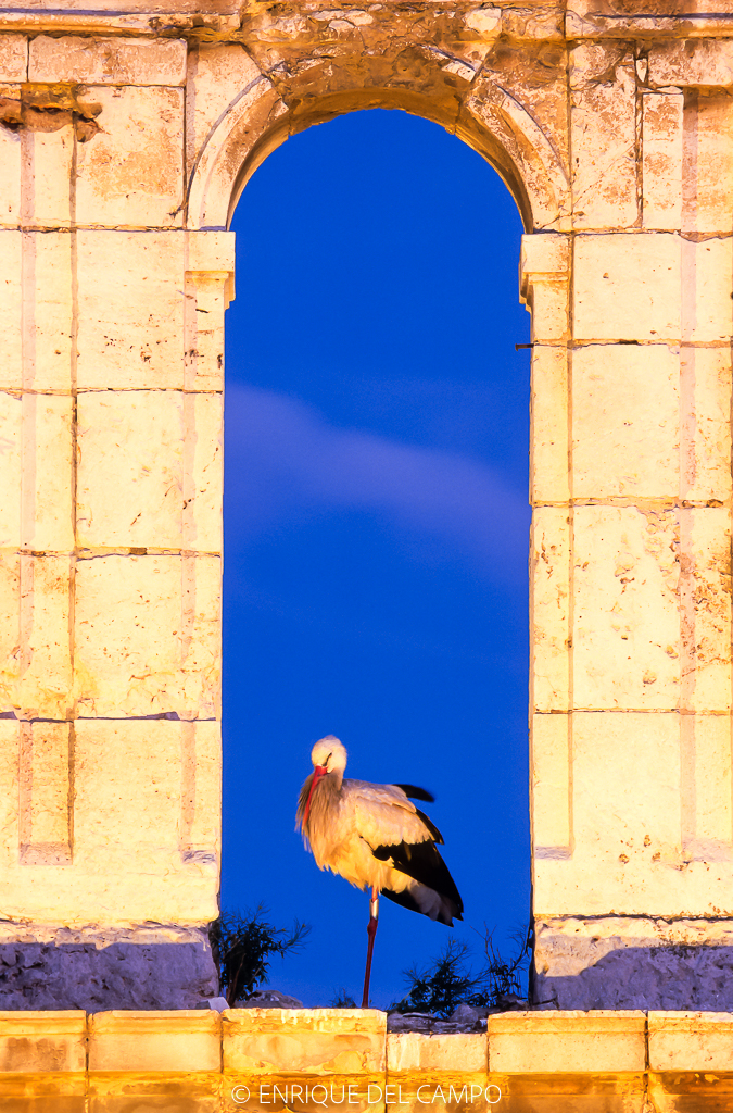 Cigüeña blanca durmiendo
