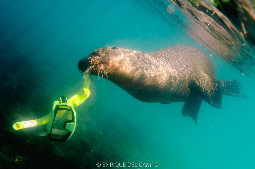 Haciendo snorkel