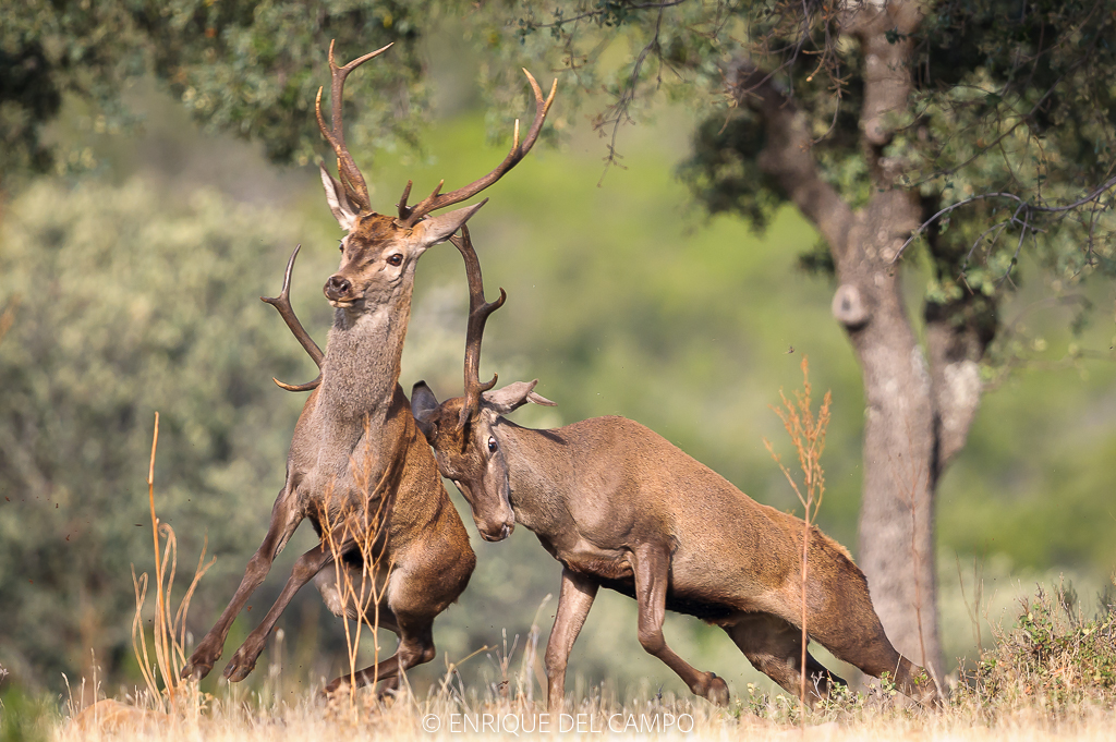 Pelea de ciervos
