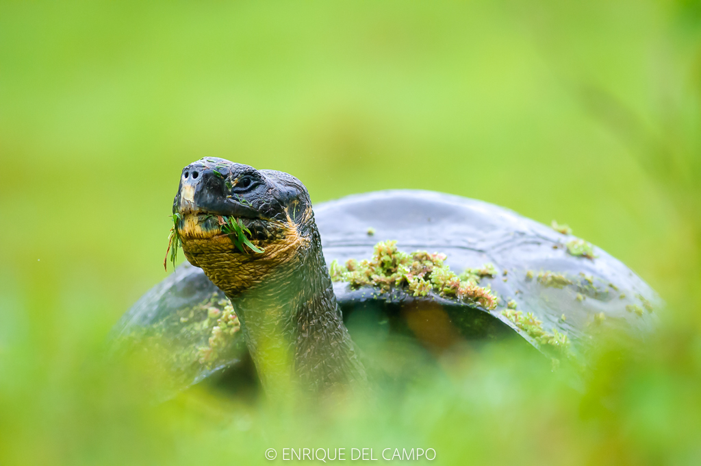 El gigante de las Galápagos
