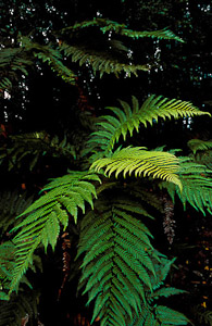 htmlrich_fichimagen3.jpg
