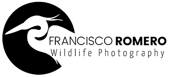 FRANCISCO ROMERO - Wild Photography