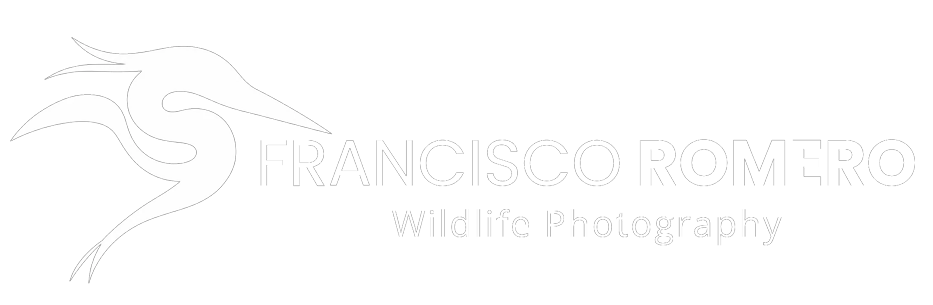 FRANCISCO ROMERO - Wild Photography