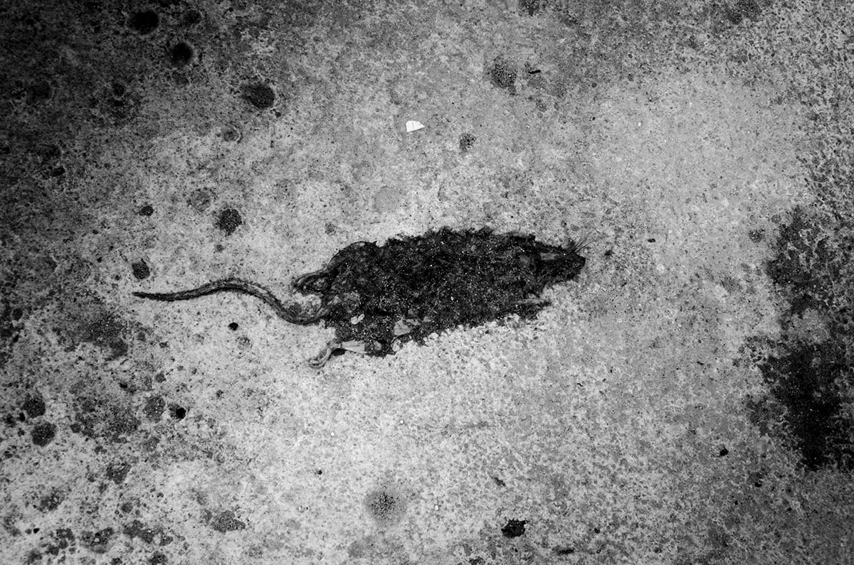 flat rat in havana , conceptual photography in havana