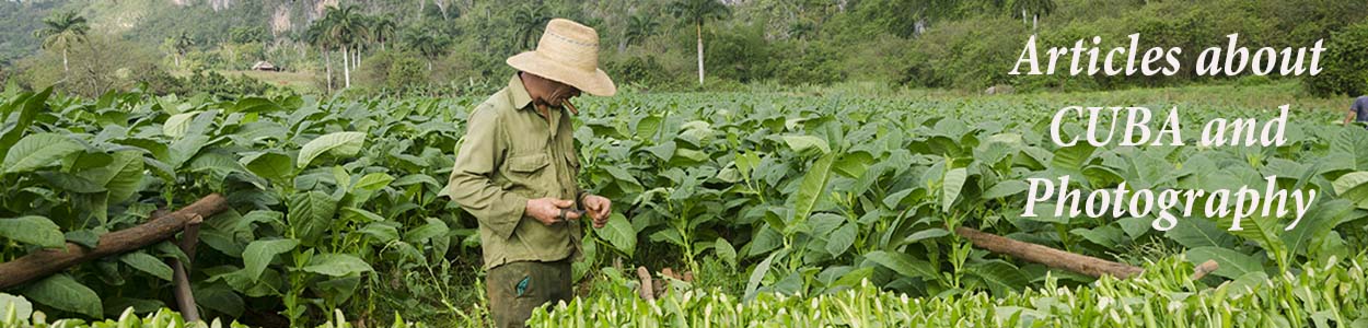 a man recollecting tobacco in cuba in my photo tours to cuba