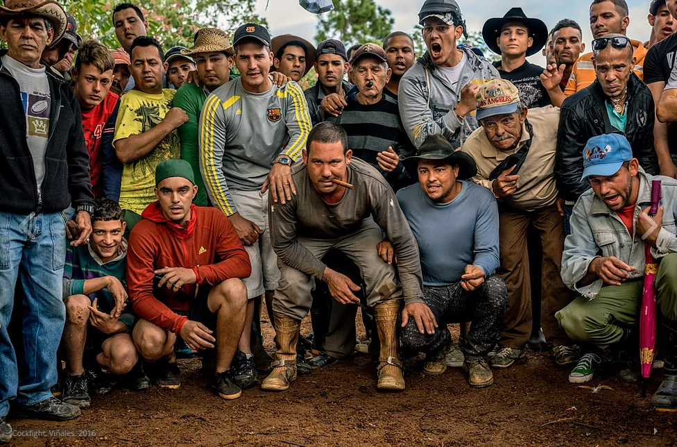 cuban photography of a group of men looking a cock fighting by tomas munita