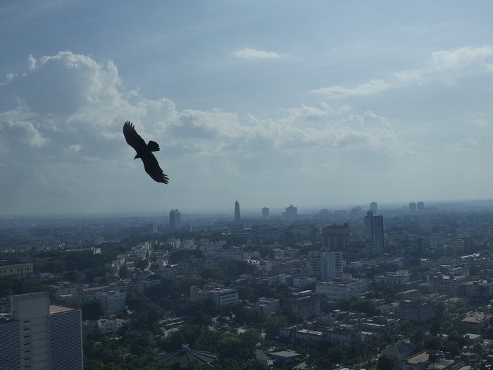 panoramic view with a big bird from La Torre restaurant in Havana