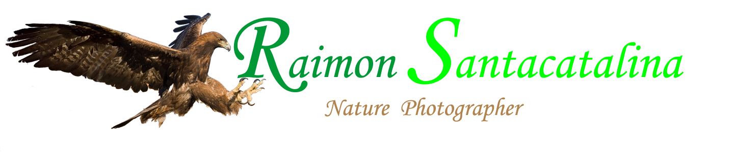 Raimon Santacatalina  -  
